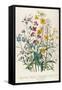 Forget-Me-Nots and Buttercups, Plate 13 from 'The Ladies' Flower Garden', Published 1842-Jane W. Loudon-Framed Stretched Canvas