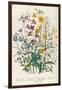 Forget-Me-Nots and Buttercups, Plate 13 from 'The Ladies' Flower Garden', Published 1842-Jane W. Loudon-Framed Giclee Print