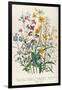 Forget-Me-Nots and Buttercups, Plate 13 from 'The Ladies' Flower Garden', Published 1842-Jane W. Loudon-Framed Giclee Print