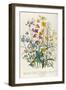 Forget-Me-Nots and Buttercups, Plate 13 from 'The Ladies' Flower Garden', Published 1842-Jane W. Loudon-Framed Giclee Print