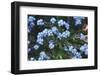 Forget Me Nots IV-Laura Marshall-Framed Photographic Print