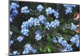Forget Me Nots IV-Laura Marshall-Mounted Photographic Print