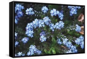 Forget Me Nots IV-Laura Marshall-Framed Stretched Canvas