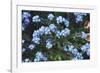 Forget Me Nots IV-Laura Marshall-Framed Photographic Print