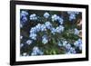 Forget Me Nots IV-Laura Marshall-Framed Photographic Print