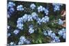 Forget Me Nots IV-Laura Marshall-Mounted Photographic Print