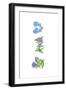 Forget Me Nots-Wendy Edelson-Framed Giclee Print