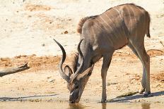 Greater Kudu-Forgiss-Framed Stretched Canvas