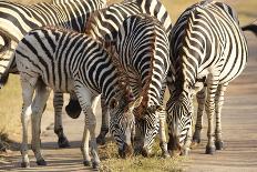 Young Zebra-Forgiss-Framed Photographic Print