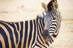 Young Zebra-Forgiss-Framed Photographic Print