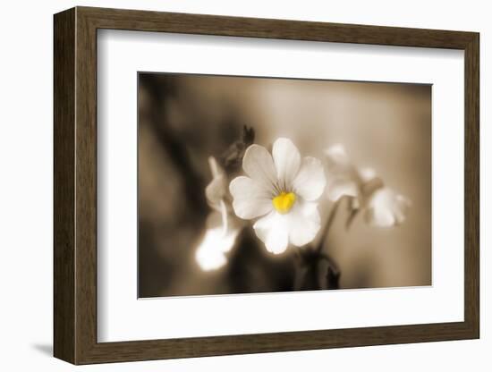 Forgive You-Philippe Sainte-Laudy-Framed Photographic Print