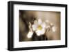 Forgive You-Philippe Sainte-Laudy-Framed Photographic Print