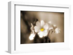 Forgive You-Philippe Sainte-Laudy-Framed Photographic Print