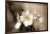 Forgive You-Philippe Sainte-Laudy-Framed Photographic Print