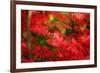 Forgotten Beauty-Philippe Sainte-Laudy-Framed Photographic Print