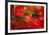 Forgotten Beauty-Philippe Sainte-Laudy-Framed Photographic Print