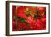 Forgotten Beauty-Philippe Sainte-Laudy-Framed Photographic Print