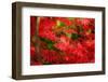 Forgotten Beauty-Philippe Sainte-Laudy-Framed Photographic Print