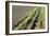 Forgotten Railway - 26-akorotaev-Framed Photographic Print