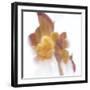 Forgotten Shadows-Jacob Berghoef-Framed Photographic Print