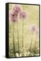 Forgotten Summer-Mindy Sommers-Framed Stretched Canvas