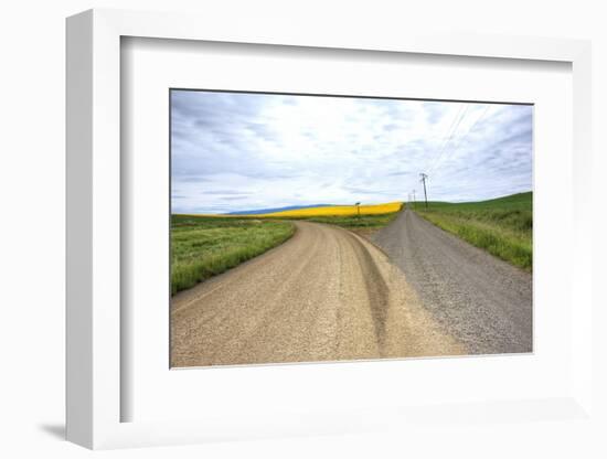 Fork in Country Back Road with Canola and Wheat Fields-Terry Eggers-Framed Photographic Print