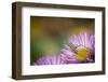 Fork-Tailed Bush Katydid Nymph on Aster, Los Angeles, California-Rob Sheppard-Framed Photographic Print