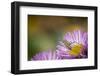 Fork-Tailed Bush Katydid Nymph on Aster, Los Angeles, California-Rob Sheppard-Framed Photographic Print