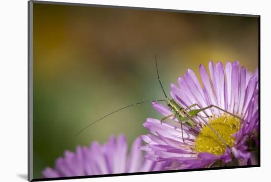 Fork-Tailed Bush Katydid Nymph on Aster, Los Angeles, California-Rob Sheppard-Mounted Photographic Print