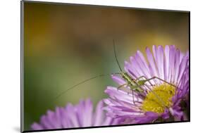 Fork-Tailed Bush Katydid Nymph on Aster, Los Angeles, California-Rob Sheppard-Mounted Photographic Print