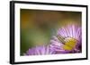 Fork-Tailed Bush Katydid Nymph on Aster, Los Angeles, California-Rob Sheppard-Framed Photographic Print