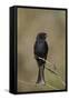 Fork-Tailed Drongo (Dicrurus Adsimilis)-James Hager-Framed Stretched Canvas