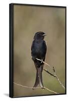 Fork-Tailed Drongo (Dicrurus Adsimilis)-James Hager-Framed Photographic Print