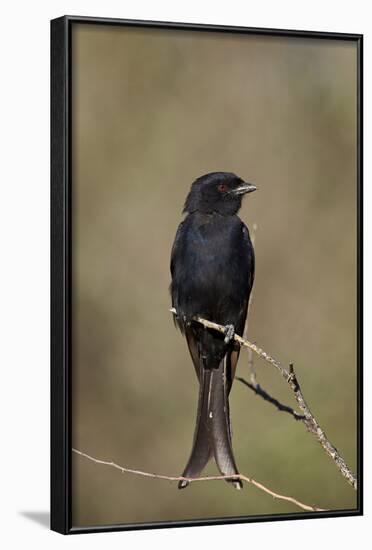 Fork-Tailed Drongo (Dicrurus Adsimilis)-James Hager-Framed Photographic Print