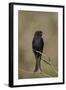 Fork-Tailed Drongo (Dicrurus Adsimilis)-James Hager-Framed Photographic Print