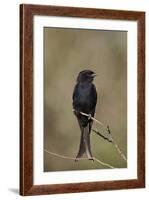 Fork-Tailed Drongo (Dicrurus Adsimilis)-James Hager-Framed Photographic Print