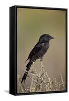 Fork-Tailed Drongo (Dicrurus Adsimilis)-James Hager-Framed Stretched Canvas