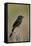 Fork-Tailed Drongo (Dicrurus Adsimilis)-James Hager-Framed Stretched Canvas