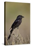 Fork-Tailed Drongo (Dicrurus Adsimilis)-James Hager-Stretched Canvas