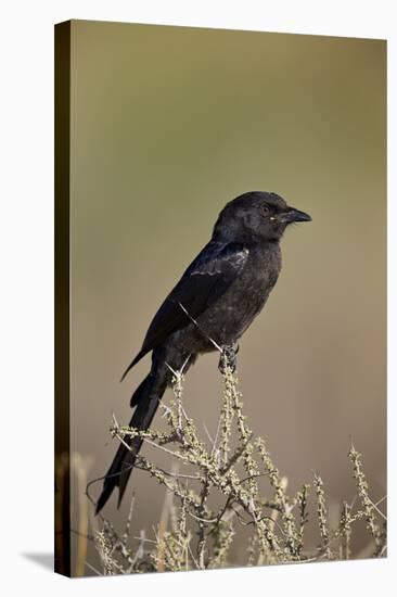 Fork-Tailed Drongo (Dicrurus Adsimilis)-James Hager-Stretched Canvas