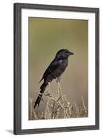 Fork-Tailed Drongo (Dicrurus Adsimilis)-James Hager-Framed Photographic Print