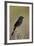 Fork-Tailed Drongo (Dicrurus Adsimilis)-James Hager-Framed Photographic Print