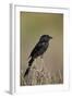 Fork-Tailed Drongo (Dicrurus Adsimilis)-James Hager-Framed Photographic Print