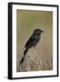 Fork-Tailed Drongo (Dicrurus Adsimilis)-James Hager-Framed Photographic Print