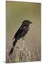 Fork-Tailed Drongo (Dicrurus Adsimilis)-James Hager-Mounted Photographic Print