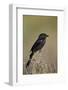 Fork-Tailed Drongo (Dicrurus Adsimilis)-James Hager-Framed Photographic Print