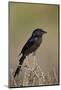 Fork-Tailed Drongo (Dicrurus Adsimilis)-James Hager-Mounted Photographic Print