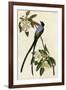 Fork Tailed Flycatcher-null-Framed Giclee Print