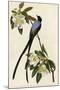 Fork Tailed Flycatcher-null-Mounted Giclee Print