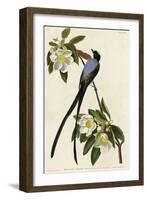Fork Tailed Flycatcher-null-Framed Giclee Print